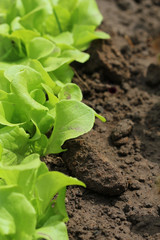 lettuce -healthy eating concept