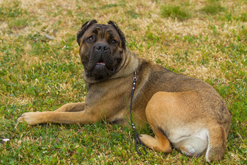 purebred big brown South-African massive dog species Boerboel. 