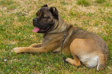 purebred big brown South-African massive dog species Boerboel.