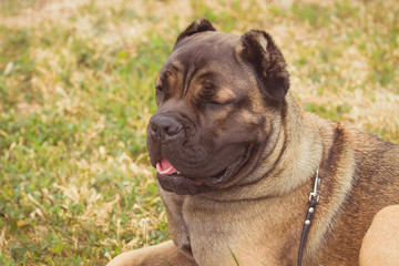 purebred big brown South-African massive dog species Boerboel. 