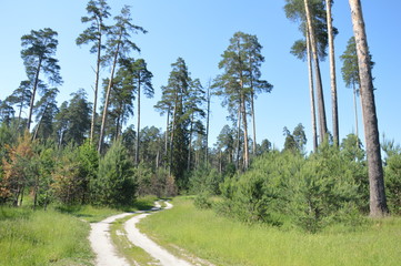 Obraz premium Июнь на брянщине