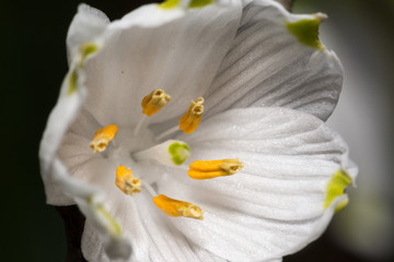 Blüte des Märzenbechers