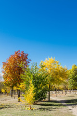 Several trees that are yellowed by the arrival of autumn
