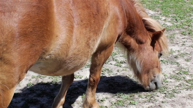 pony horse eating grass