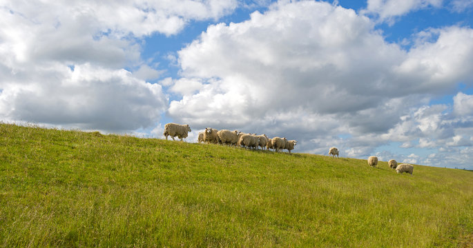 Herd of sheep walking on a sunny dike in spring