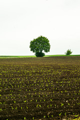 drzewo w polu © Krzysztof Matloch