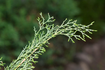 tiny sprigs of fir macro closeup