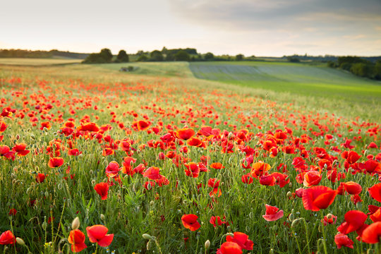 Wunderfull poppy field