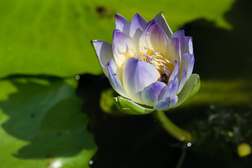 Obraz premium Purple and white water lily has bee inside