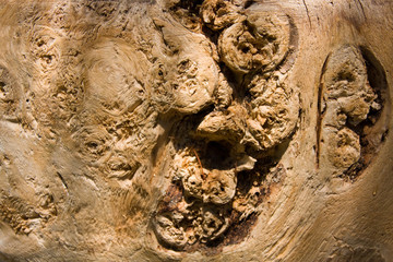 Struktura drzewa. © SCRIBA