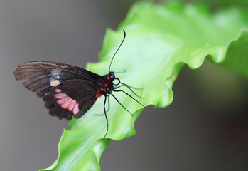 The black butterfly with white stripes sitting on green leave