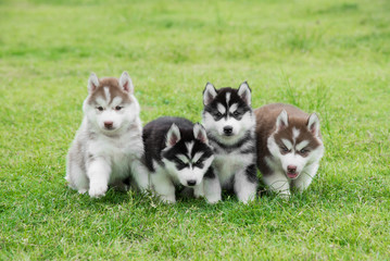 Obraz premium Four Siberian husky puppies sitting