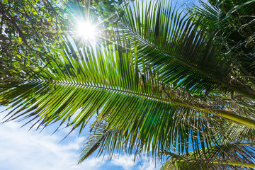 Fototapeta na wymiar Palm tree with sun flare in summer