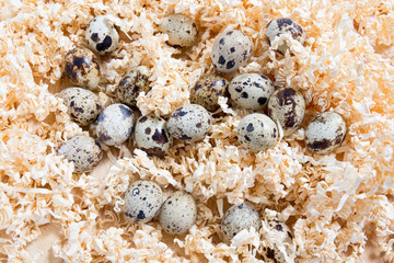 Quail eggs on a straw background
