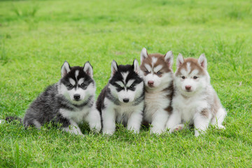 Four Siberian husky puppies sitting