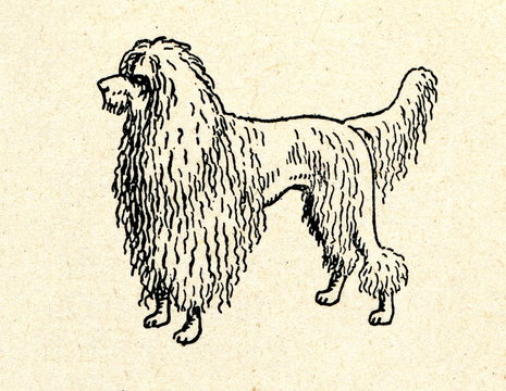 Poodle