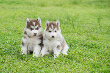 Two Siberian husky puppies sitting