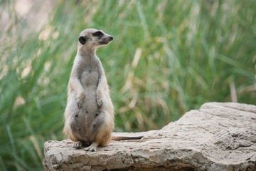 Naklejka na ściany i meble meerkat with green blur background