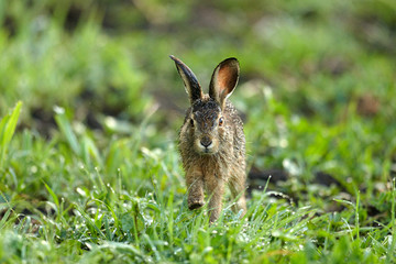 Junger Hase