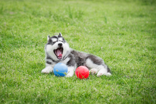Cute siberian husky puppy playing ball