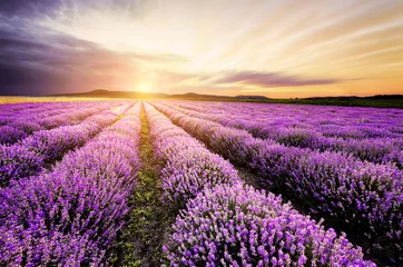 Foto op Canvas Lavendel Zonsopgang © narvall