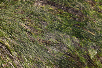 Background of green seaweed