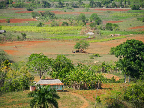 Landschat in Kuba, vi&ntilde;ales