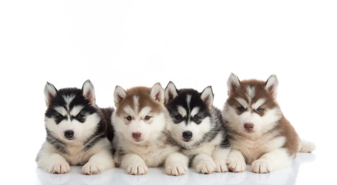Group of Siberian husky puppies
