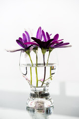 Bouquet of violet flowers