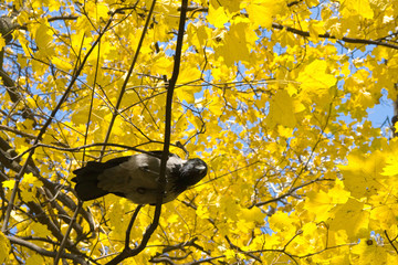 Wrona na jesiennym drzewie. - obrazy, fototapety, plakaty