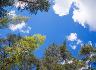 Tree tops against blue sky and white clouds