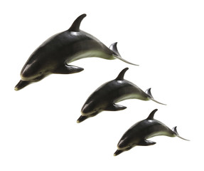 Dolphins