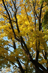 Fototapeta premium Jesienny klon.