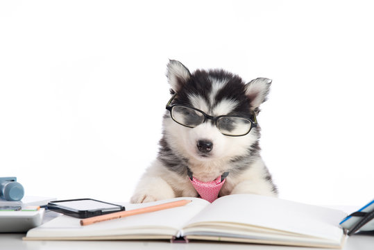 Cute Siberian Husky Puppy In Glasses Working