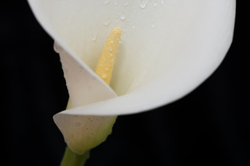 Fototapeta na wymiar White arum lily spattered with water landscape