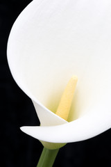 White arum lily with broad oval petal