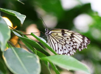 Idea leuconoe butterfly sitting on green leave macro shot