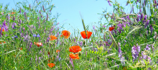 Blumenwiese © MK-Photo