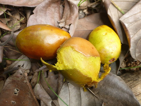 Poraqueiba sericea (Umar&iacute;) Icacinaceae family, in the amazon rainforest, Brazil