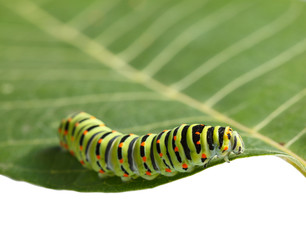 Crawling on leaf caterpillar