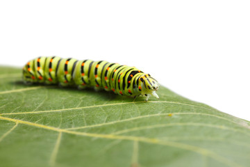 Caterpillar on leaf