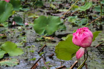 lotus pink