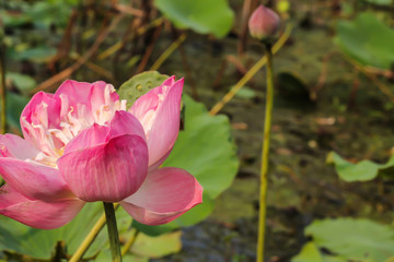 lotus pink