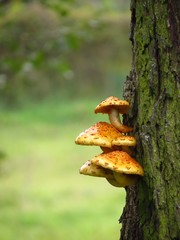 грибы на стволе дерева