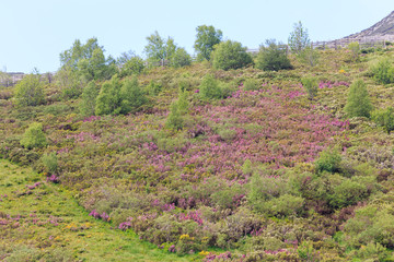 Fototapeta na wymiar Valle de Leitariegos, Asturias cubierto por flores de brezo