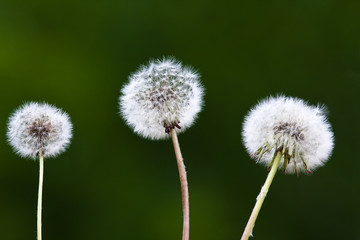 dandelions on blurred background