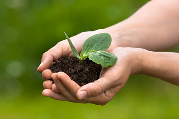 Hands holding seedling with soil on blurred background