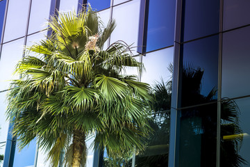 Palm tree in foreground of business 