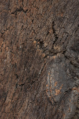 surface texture of tree bark as background