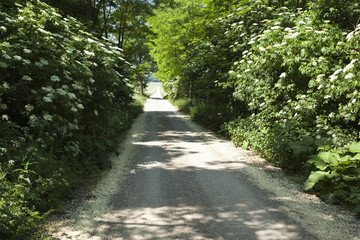 Waldweg mit Holunder